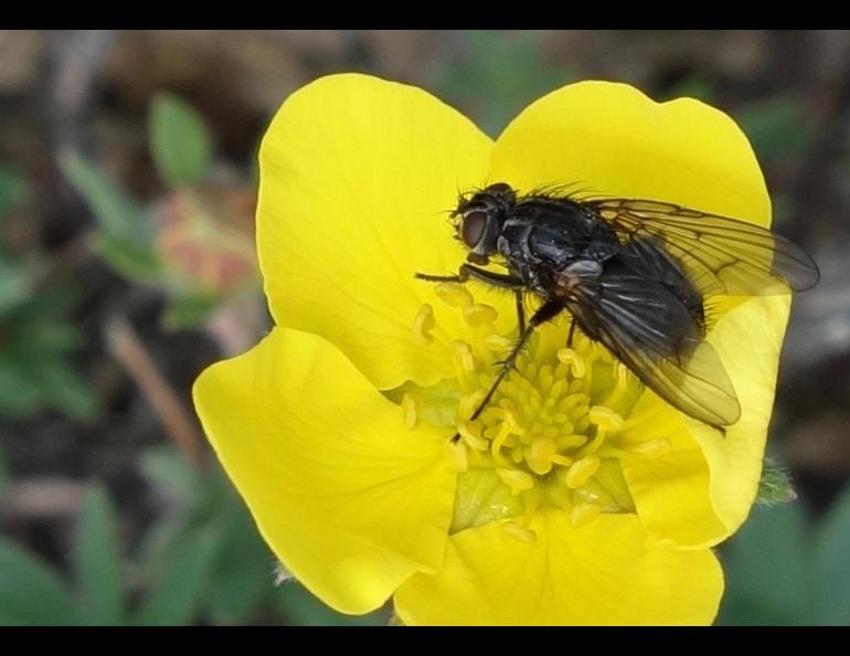 Alaska insects, like those all over North America, have not shown signs of a recent decrease. Photo by Ned Rozell.