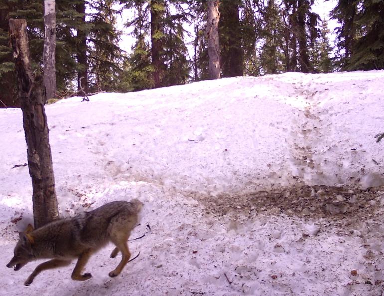 A coyote runs with its teeth bared near the site of a fox den in Interior Alaska. Photo by Ned.