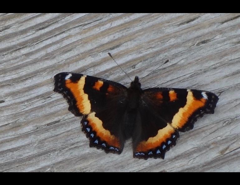 Alaska insects, like those all over North America, have not shown signs of a recent decrease. Photo by Ned Rozell.