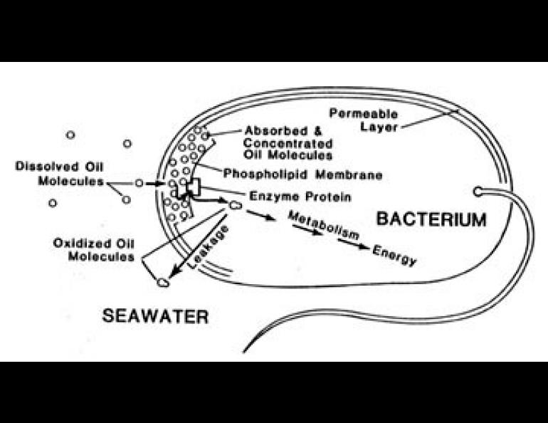 In Alaska, much oil enters seawater as ring-shaped molecules known as aromatic hydrocarbons from the ballast water treatment plant at Port Valdez, and as plant hydrocarbons called terpenes washed from tundra and conifers along the cool rainy seaboard.