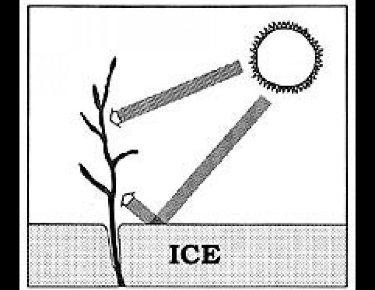In the early spring, dark plant stalks protruding from the ice absorb heat from the sun and transmit it to the surrounding ice, causing local melting. Where there are no shrubs present, most of the sun's heat is reflected back into space, and melting does not occur as rapidly.