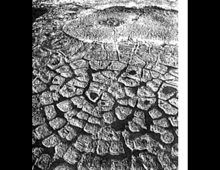Repeated Freezing and thawing of permafrost areas on the north slope has created systems of tundra polygons which, in this aerial view, seem to have been seeded from a central point. (Photo by J. R. Mackay)
