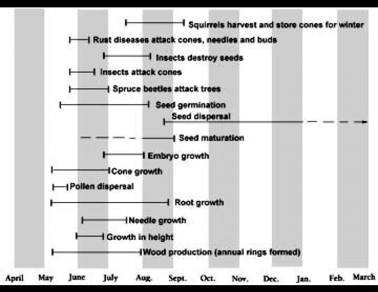 Yearly cycle in the life of an Alaskan White Spruce Tree