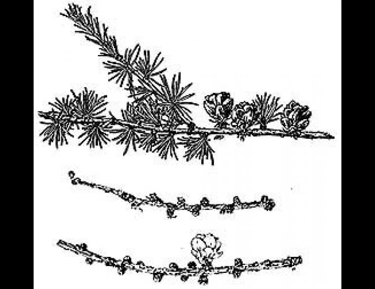 Tamarack has cones that sit upright on the branches. In the fall and winter when the needles have fallen off, the branches are covered with short, bumpy shoots. (U.S. Forest Service illustration)