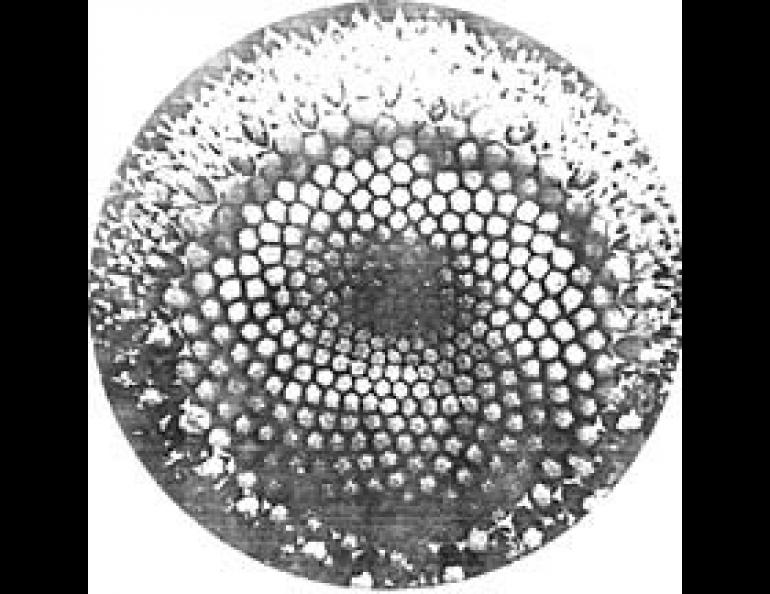 Daisy head reveals two sets of opposing spirals formed by individual florets. The clockwise spiral contains 21 arms; the counter-clockwise spiral contains 34. These are two adjacent numbers in the Fibonacci series. 