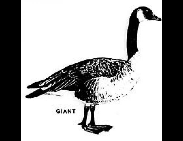 Canadian Goose