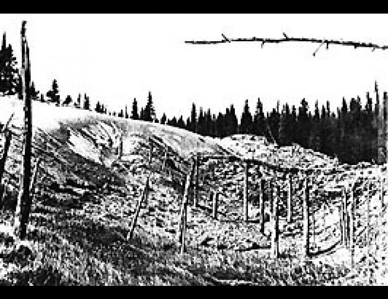 Remains of trees in sunken area near Chitina. Trees were killed by sand dune at left background which buried them to the height at which they were broken off by wind. Dune then passed on and permafrost underlying trees melted, forming trench. (Photo by Kris Brown.)