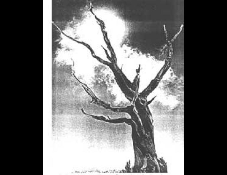 Bristlecone pines, found only in the White Mountains of California and Nevada, are among the oldest living things on earth.