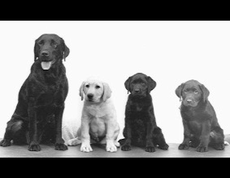 Labrador retriever litter with a black mother and a yellow, a black and a chocolate puppy. This sire of this particular litter was a chocolate, but a black sire carrying the right genes for yellow and chocolate could have produced a similar array of colors. Photo by Jim Coccia, litter bred by Sally Berry. 