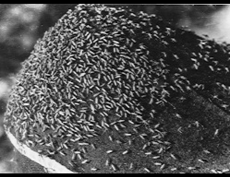 One of the more blood-chilling sights of spring in Alaska: the reappearance of the mosquito. First come the big, slow-moving snow mosquitoes, which overwinter as adults, followed by the smaller but more active swarms shown here.