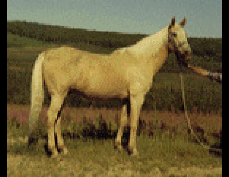  Gus, a Palomino horse once owned by the author, was one of the circus horses stranded in Fairbanks in the mid-50's. 