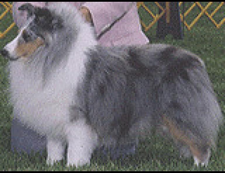  Acey, a blue merle Champion Shetland Sheepdog, was owned by the Mauldins, in Houston. Photo copyright. 
