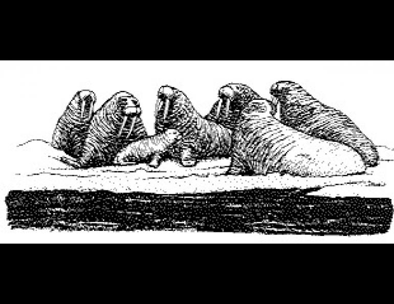 Basking walrus may advertise whether they are warm or cold by their skin color. (Drawing by J. Venable, from Game Technical Bulletin No. 7, Marine Mammals Species Accounts; reprinted by permission of the Alaska Department of Fish and Game.)