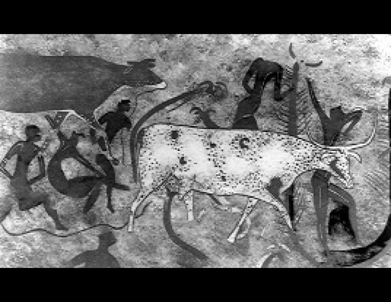 This Algerian rock painting of a cattle herding scene, showing a heavily white-marked bull, is four to five thousand years old. White spotting seems to have occurred quite early during domestication of animals. Cover photo from the Cambridge Encyclopedia of Archaeology, reproduced with permission.