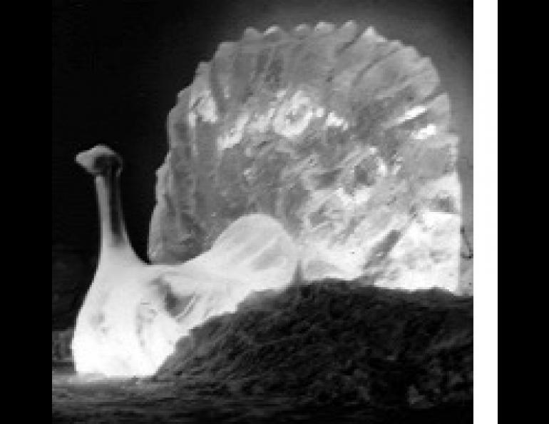 Ice sculpture is most effective when made of pure ice. This peacock was photographed on the University of Alaska Fairbanks campus in January 1964. Photo by Sue Ann Bowling .