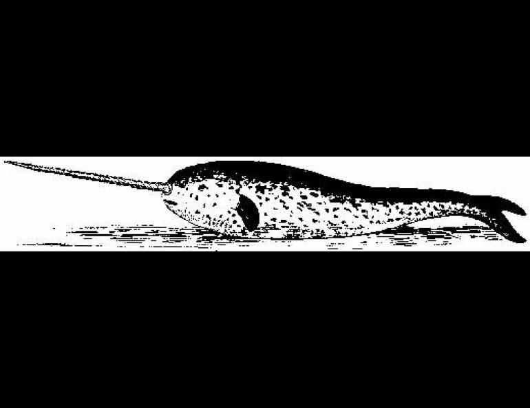 This old fashioned depiction of a narwhal clearly shows the spiraling tusk.