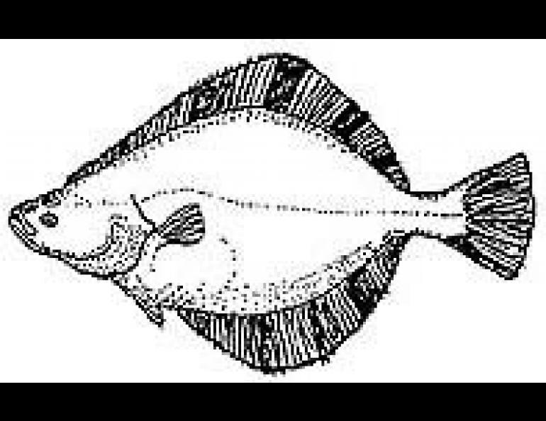 Halibut, the largest flatfish, is an important food fish; drawing courtesy of the Alaska Sea Grant College Program.