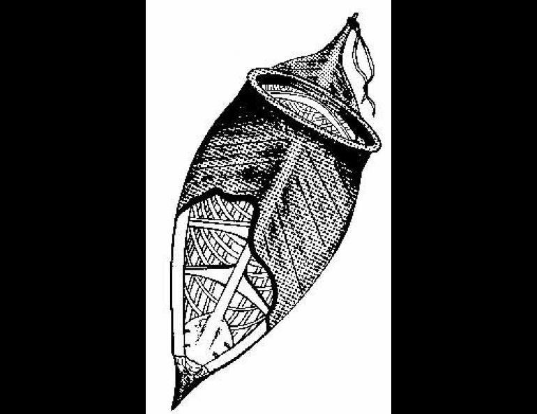 This King Island-type kayak shows a cutaway view from the stern. Illustration courtesy of Geophysical Institute/Deborah Coccia.
