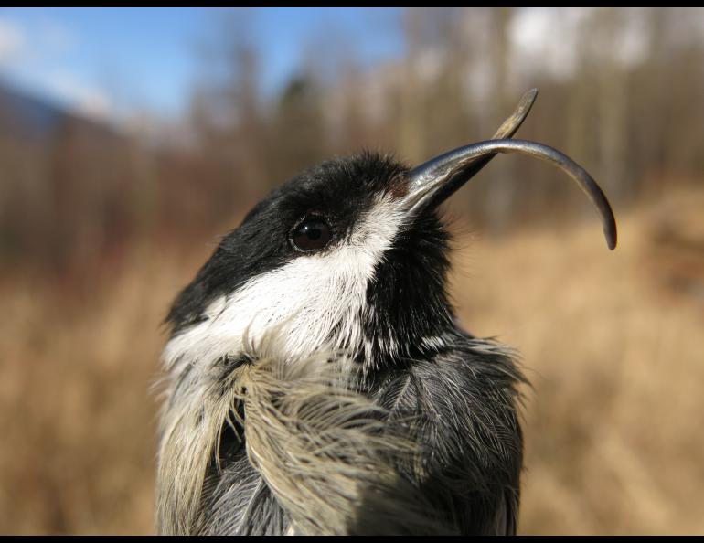 A black and white bird with a long and curved beak