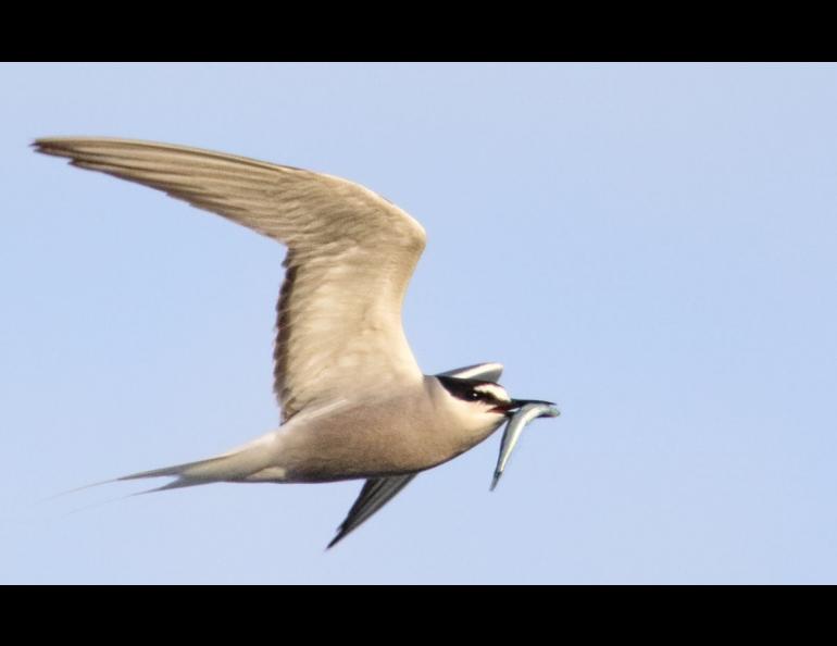 An Aleutian tern in Yakutat. Photo by Nate Catterson.