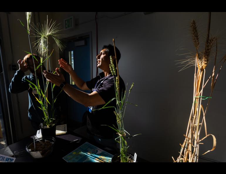 A person in a darkened room gestures to sunlit barley stalks.