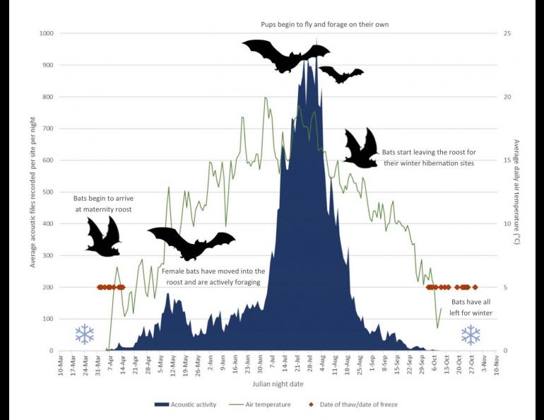 Biologist Jesika Reimer of Taiga Wildlife Research in Anchorage created this graphic showing the summer activity of little brown bats in northern Alaska. 