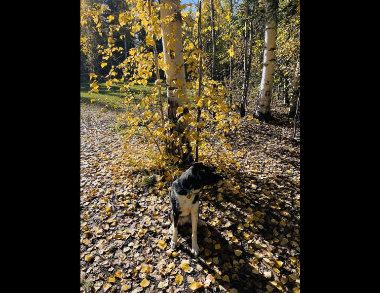 A black dog with some white markings sits in front of a birch tree with yellow leaves on the ground.