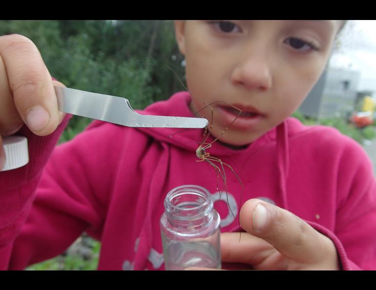 Mariana Hicks collects a daddy longlegs spider at UAF Summer Sessions Bug Camp.