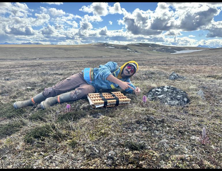 Person lying beside alpine flowers and a specimen press on the tundra.