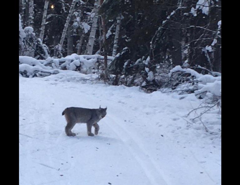 "Since 1987 I’ve never seen a Lynx on those trails," said Cheryl Weber of Fairbanks of her lynx sighting on Fairbanks' Skarland Trail. "But I’d like to think maybe they have seen me in the past."