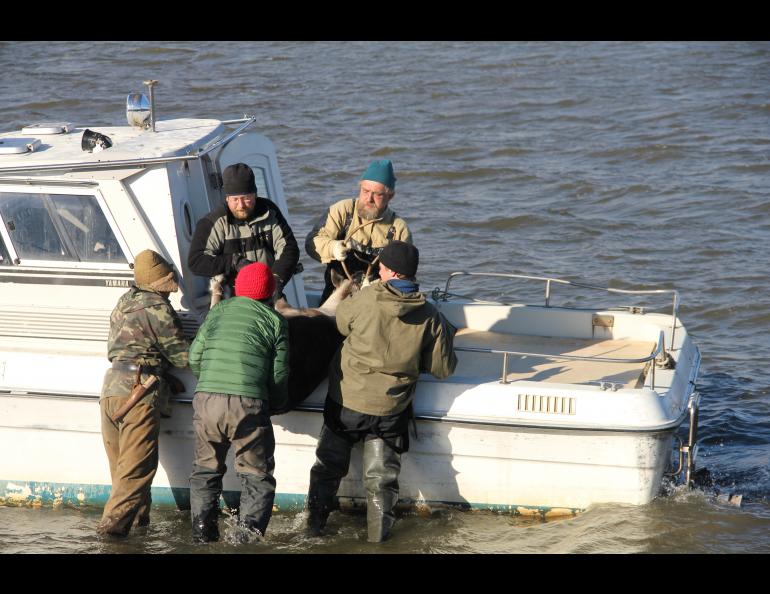 Colin Edgar, top left, helps transport a reindeer with people working for Pleistocene Park in Siberia. To his left is Sergey Zimov. photo by Anastasia Zimova.