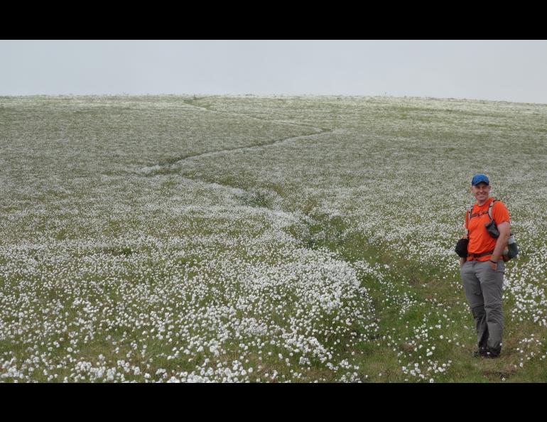 Jay Cable of Fairbanks hikes a ridge of cottongrass on a trek from the Dalton Highway to Eureka. Photo by Ned Rozell.