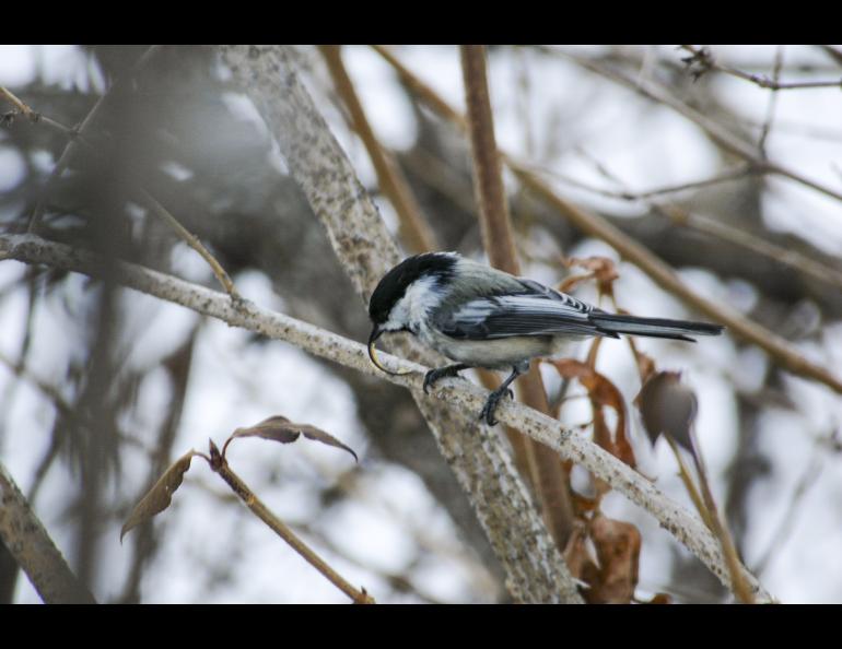 A small black and white bird with a long curved beak on a branch in winter