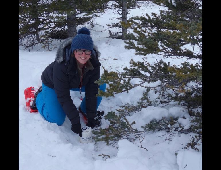 Elizabeth Berg of the University of Utah installs a seismometer on the Denali Fault near Cantwell. Photo by Ned Rozell.