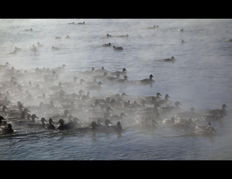 Mallards in an open section of the Chena River in Fairbanks after a morning where the temperature dropped to minus 36 F. Photo by Ned Rozell.