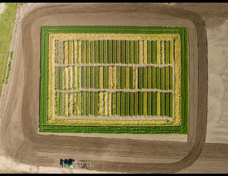 Aerial view of a green and beige grain field.