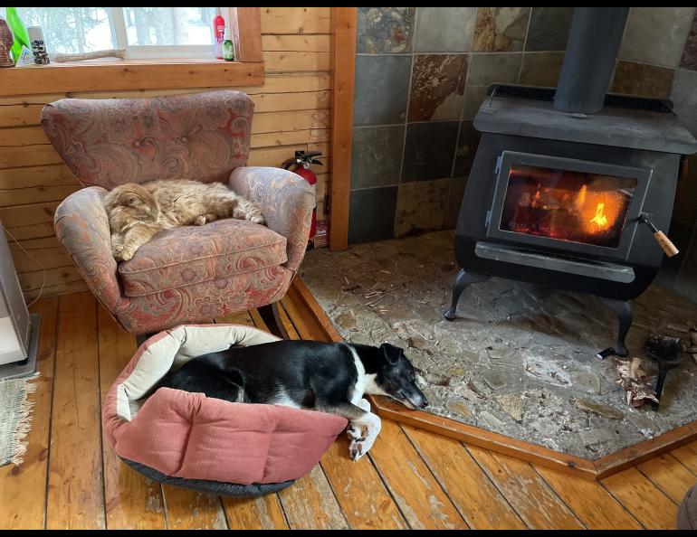 An orange tabby cat sits in a chair, and a dog lies in a dog bed on the floor near a wood stove.