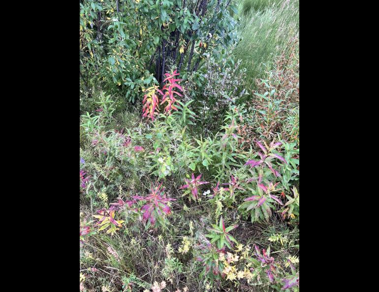 Red, purple, and green leaves on Alaska plants