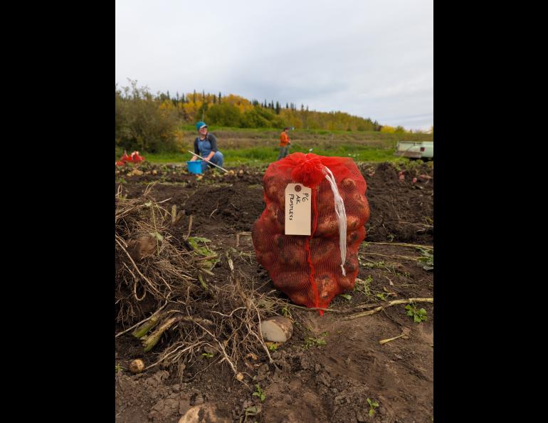 A red bag of potatoes sits in a field with people in the background.
