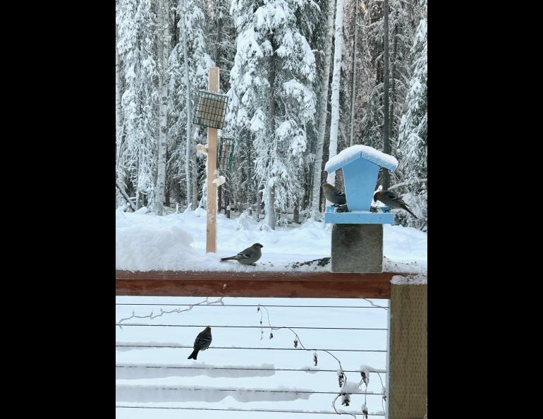 Four gray birds gather around a blue feeder against a snowy forest background.