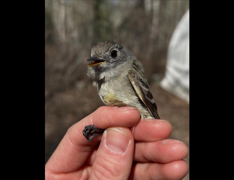 A Hammond’s flycatcher awaits her release on May 12, 2025 after being freed from a research net at the Creamer’s Field Migration Station in Fairbanks. At 8, the bird is the oldest known of her species. Photo by Alaska Songbird Institute.