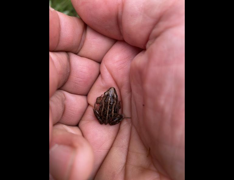 A small brown and tan frog rests in a person's hand