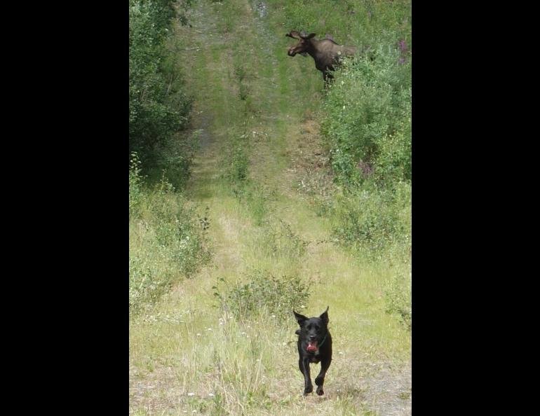 Cora, a Lab/blue heeler mix walking the path of the Trans-Alaska Pipeline with Ned Rozell this summer, responds to a command to leave a moose alone. Photo by Ned Rozell. 