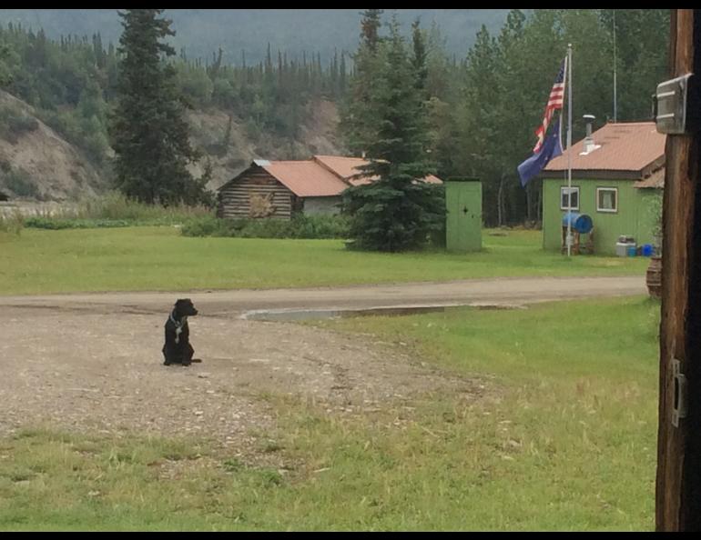 Cora, a Lab/blue heeler mix, walking the path of the Trans-Alaska Pipeline with Ned Rozell this summer. Photo by Ned Rozell. 