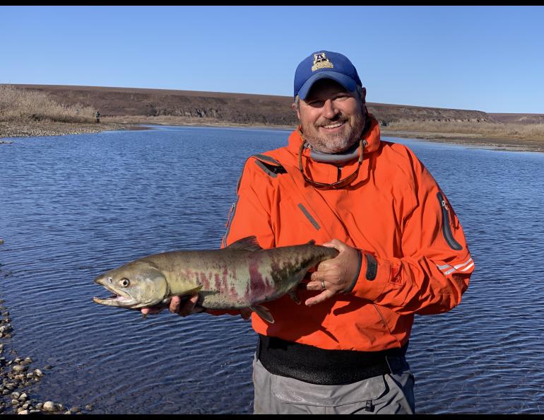 Peter Westley holds a mostly spawned out female chum salmon he captured in the Anaktuvuk River, just behind him, in September 2023. Photo courtesy Peter Westley.