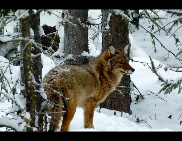 Fairbanks teacher Jim Lokken snapped this image of a coyote he has seen several times near University of Alaska Fairbanks ski trails. Photo by Jim Lokken.