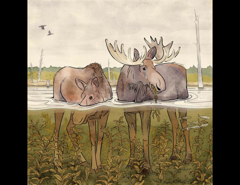 Artist Liza McElroy of Seward, Alaska, recently sketched two moose in their summertime aquatic environment to illustrate this story.