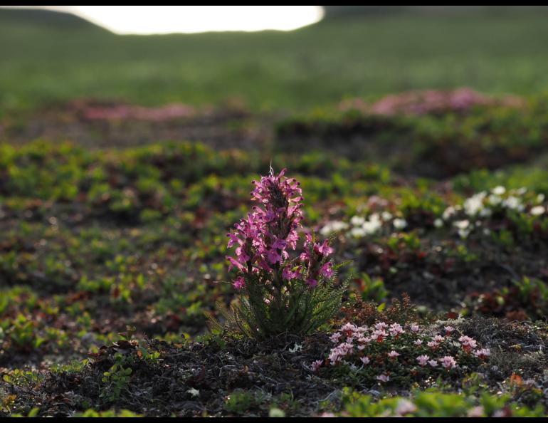 Pink lousewort blooming in an alpine tundra landscape.