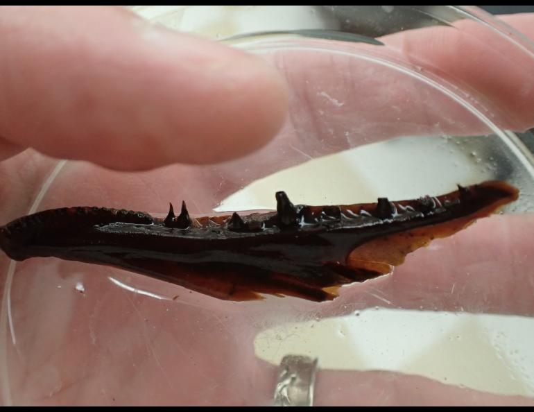 A northern pike jaw more than 8,000 years old found in the bed of Quartz Lake. Photo by Ned Rozell.