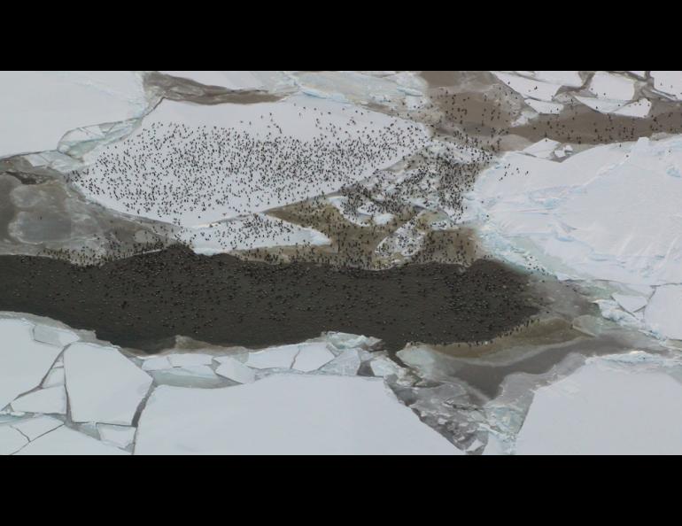 The winter gathering spot of spectacled eiders in the sea ice south of St. Lawrence Island. Matt Sexson, USGS Alaska Science Center